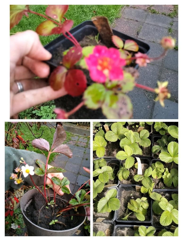 Te koop 3 soorten aardbeien stekjes en andere planten, Ophalen of Verzenden, Overige soorten, Volle zon