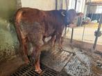 1 red angus dek stier te koop, Dieren en Toebehoren, Mannelijk