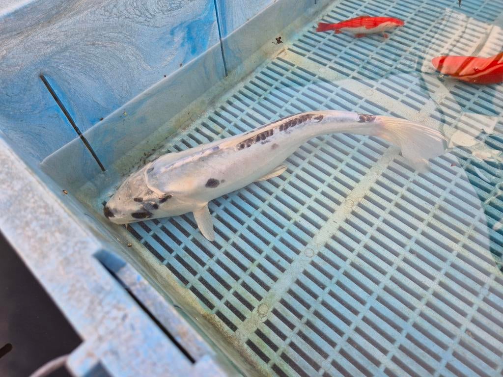 Japanse koi wit/zwart, Dieren en Toebehoren, Vissen | Vijvervissen, Karper of Koi