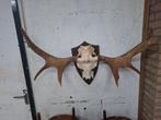 eland gewei met schedel, Verzamelen, Ophalen of Verzenden, Zo goed als nieuw, Wild dier, Gewei of Kop