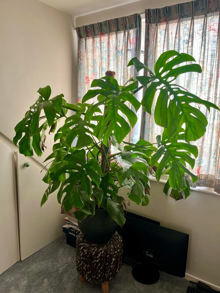 Monstera plant in pot, Ophalen, 100 tot 150 cm, Overige soorten, Halfschaduw