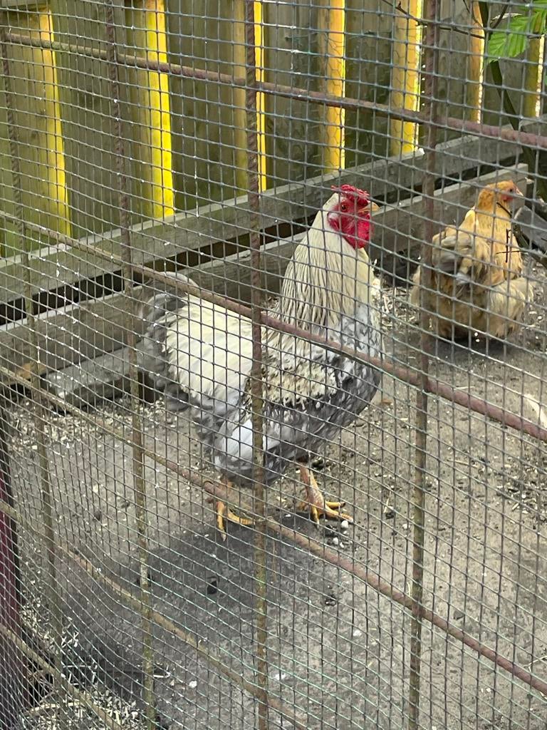 Mooie Wyandotte haan te koop, Dieren en Toebehoren, Pluimvee, Mannelijk, Kip