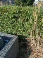 Gratis ophalen: bamboe struiken Fargesia, Tuin en Terras, Ophalen, Bamboe, 250 cm of meer