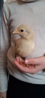 Brahma groothoender, Dieren en Toebehoren, Pluimvee, Geslacht onbekend, Kip