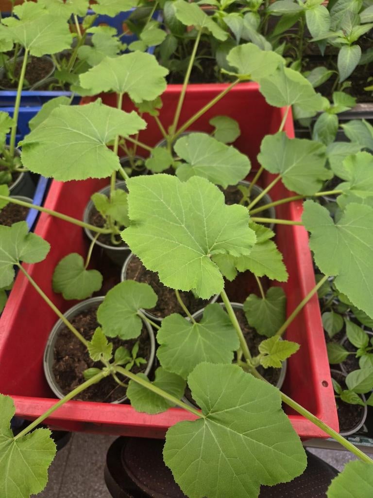 Moestuinplanten: Courgette en Paprika Plantjes, Ophalen, Volle zon, Groenteplanten, Eenjarig