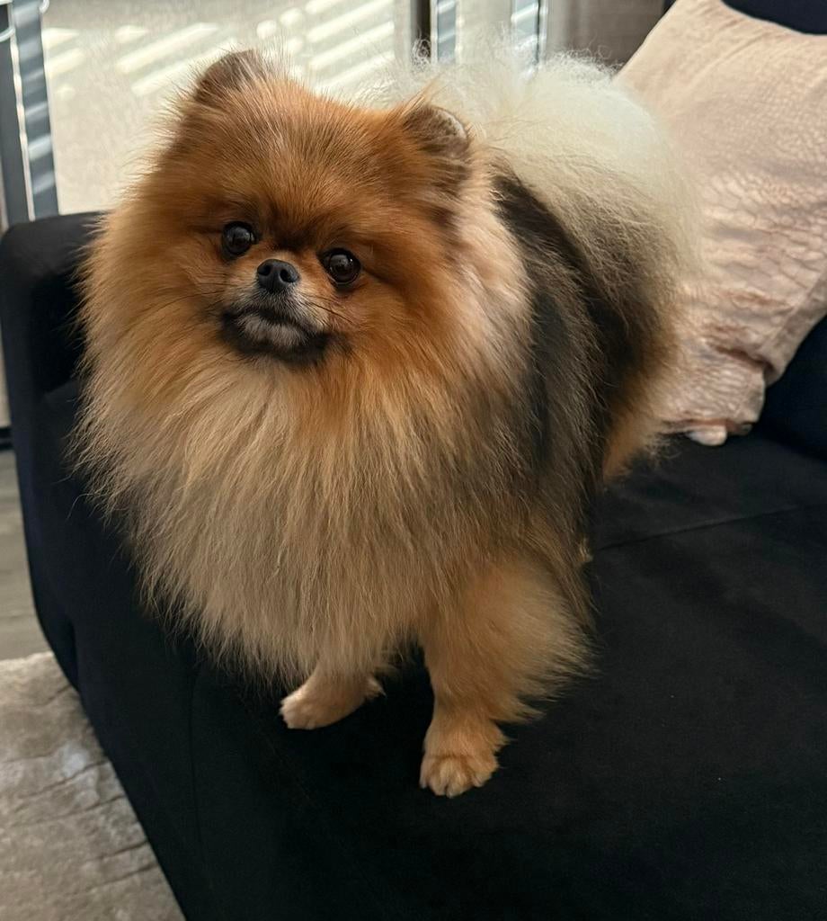 Pomeranian | Dwergkees | Pomeriaan reu 10 maanden, Dieren en Toebehoren, Particulier, 15 weken tot 1 jaar, Reu, Buitenland