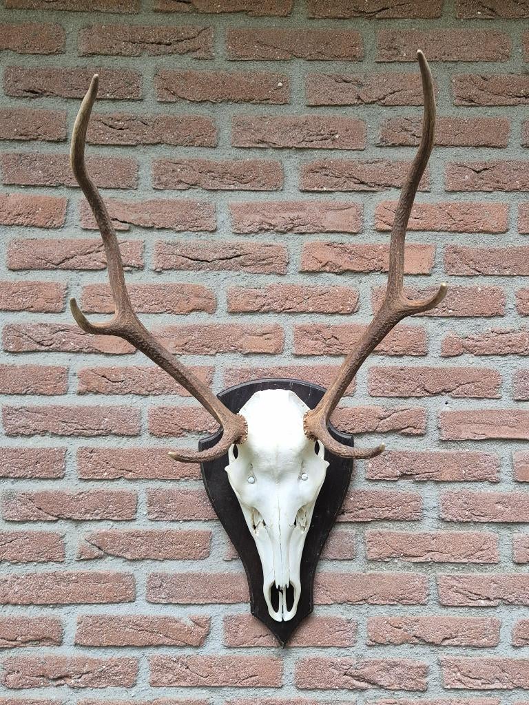 Mooi Edelhert Gewei Jacht Trofee Mancave Jacht Hut g11, Ophalen, Gebruikt, Hert, Gewei of Kop