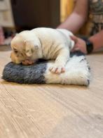 Real compact am muscled micro Bully's, België, Particulier, Overige rassen, 8 tot 15 weken