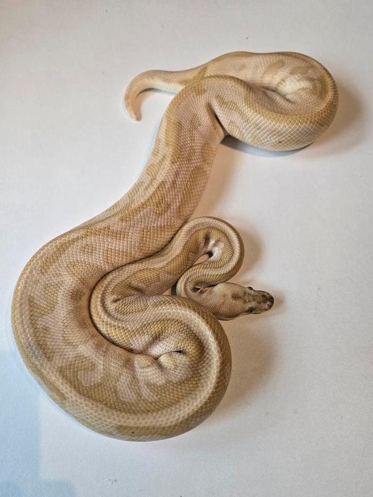 1.0 lesser spotnose leopard clown ball python Reticulated Python - male for sale from martijn