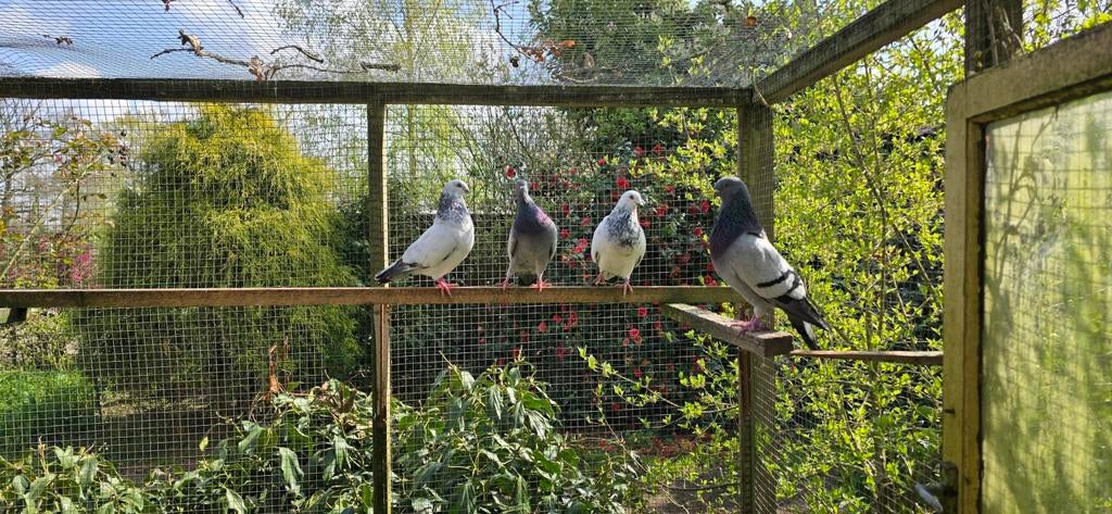 Balear Kroppers, Dieren en Toebehoren, Vogels | Duiven, Kropper
