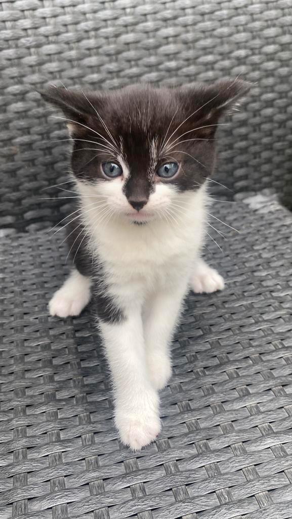 Kittens, Dieren en Toebehoren, Katten-accessoires, Nieuw, Ophalen