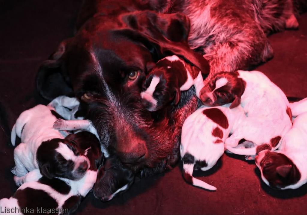 Duitse staande draadhaar pups, Duitse Staande hond, 8 tot 15 weken, Meerdere, Meerdere dieren