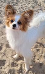 Papillon fokkersvoorwaarden, 15 weken tot 1 jaar, Teef, Eén hond, Nederland