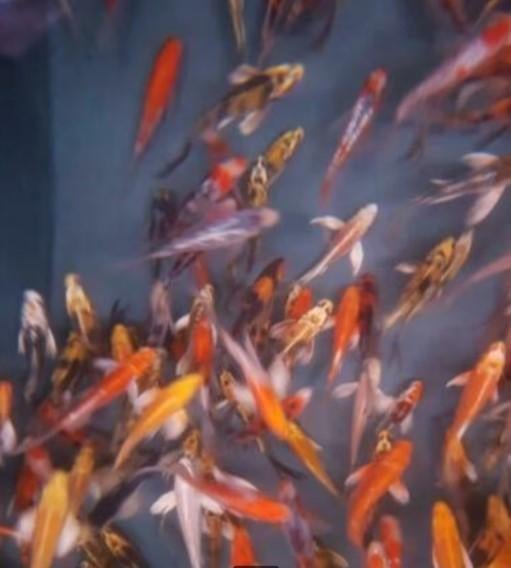 Import HQ Vlinderkoi mix ca 16/ 18 cm - Koidreams Valburg, Dieren en Toebehoren, Vissen | Vijvervissen, Karper of Koi