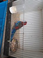 Pedante rosela pop, Vrouwelijk, Parkiet