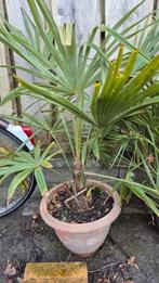 Chamaerops Humilis & Trachycarpus Fortunei Palmen, Overige soorten, Volle zon, Vaste plant, Ophalen of Verzenden