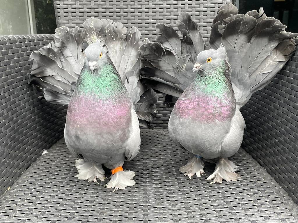 Indiase Pauwstaarten, Meerdere dieren, Overige soorten