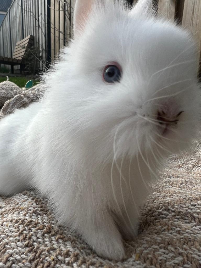Nog 1 babykonijntje(ram) zoekt een nieuw huisje!, Dieren en Toebehoren, Konijnen, Meerdere dieren, Dwerg, Hangoor, 0 tot 2 jaar