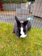 Konijn rammelaar gratis afhalen, Mannelijk, Middelgroot, 0 tot 2 jaar