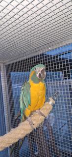 Blauwkeel ara, Dieren en Toebehoren, Mannelijk, Papegaai