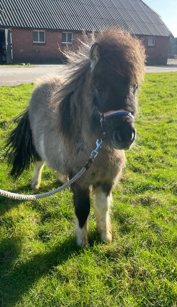 Mooi hengstveulen, Dieren en Toebehoren, Paarden en Pony's | Dekhengsten en Fokmerries, Hengst