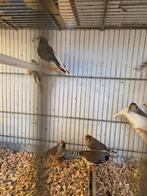 Gekleurde zebravinken, Dieren en Toebehoren, Vogels | Overige Vogels, Meerdere dieren