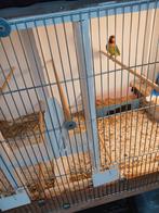 Agaponis  Dwerg Papagaai, Vrouwelijk