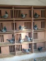 Postduiven veel duiven beschikbaar, Meerdere dieren, Postduif