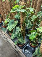 Syngonium Mottled Mojito - 60cm, Huis en Inrichting, Kamerplanten, Ophalen of Verzenden