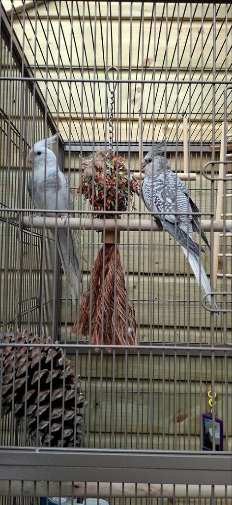 Jonge valparkieten 2x, Dieren en Toebehoren, Vogels | Parkieten en Papegaaien, Geslacht onbekend, Parkiet, Tam