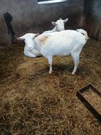 Witte melkgeit, Meerdere dieren, Geit