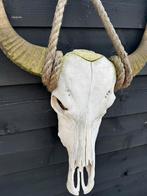 Buffel kop schedel met Hoorns, Ophalen of Verzenden, Gebruikt