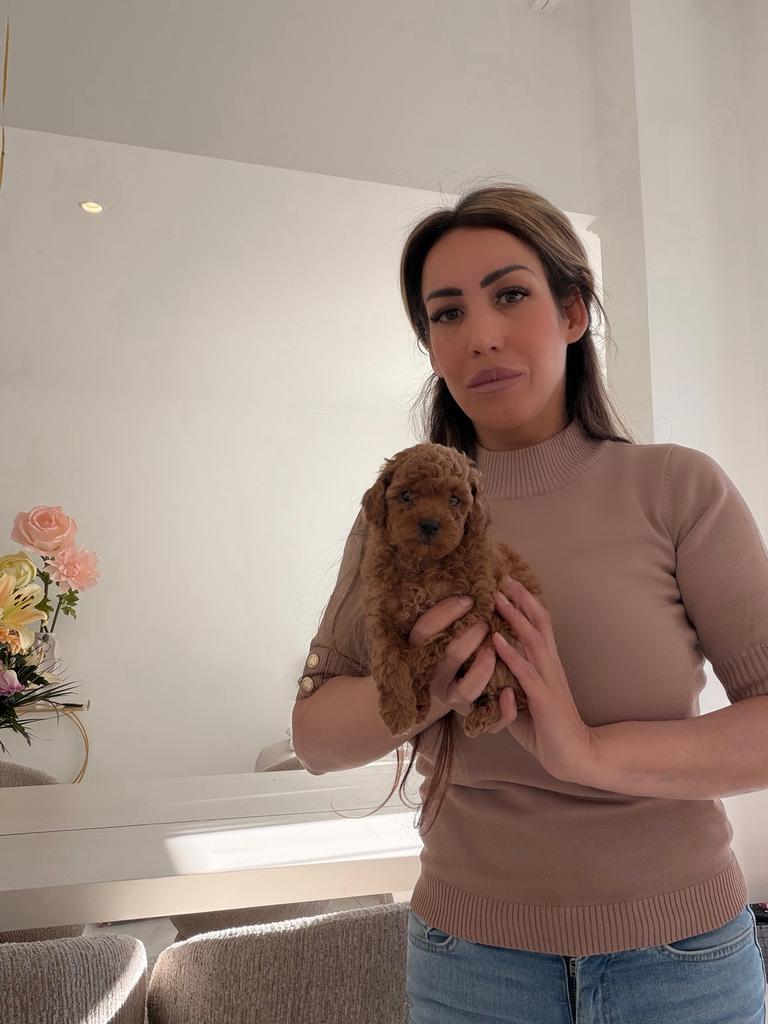 toypoedels pupje, Poedel, 8 tot 15 weken, Parvo, Meerdere