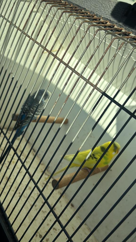 Grasparkieten, Dieren en Toebehoren, Vogels | Kanaries, Meerdere dieren, Kleurkanarie
