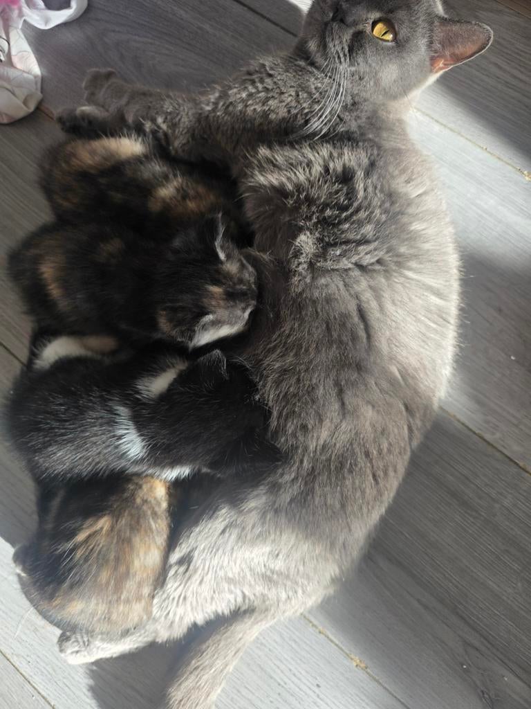Schattige kittens – Half Brits Korthaar nog 2 over, Dieren en Toebehoren, Katten en Kittens | Raskatten | Korthaar, Kater, Ontwormd