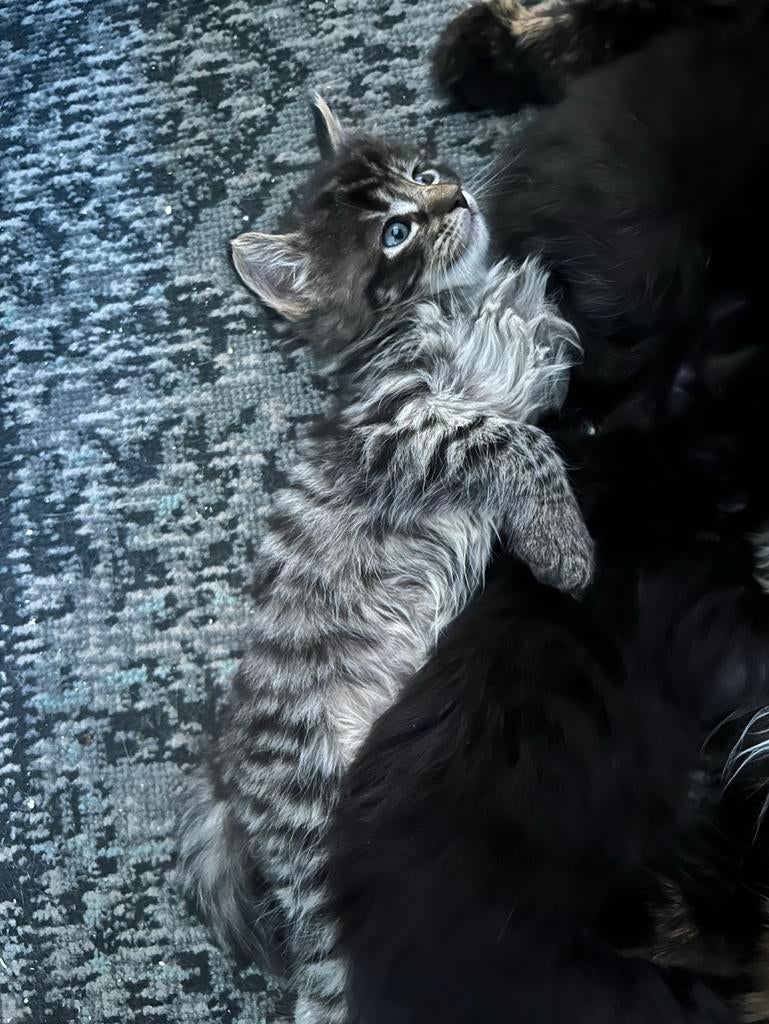 Maine Coon kittens (kruising en nu allemaal gereserveerd), Dieren en Toebehoren, Katten en Kittens | Overige Katten, Meerdere dieren