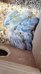 Tamme Forpussen, Dieren en Toebehoren, Vogels | Parkieten en Papegaaien, Meerdere dieren, Dwergpapegaai of Agapornis, Tam