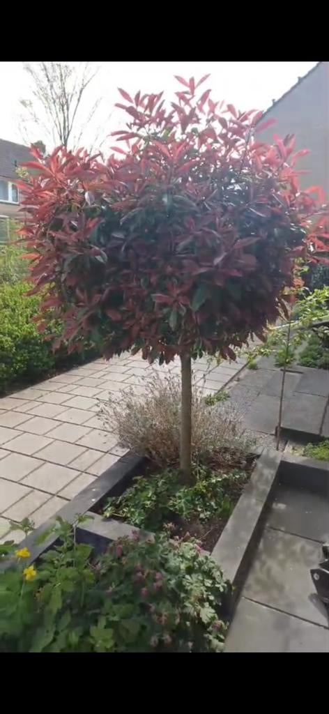 Tuin planten en boompjes, Tuin en Terras, Planten | Bomen, Overige soorten, 100 tot 250 cm, Zomer, Ophalen