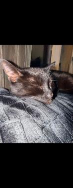 Katin, Kater, Kortharig, 0 tot 2 jaar