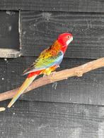 Pracht rosella man van vorig jaar, Dieren en Toebehoren, Vogels | Parkieten en Papegaaien, Mannelijk, Parkiet, Geringd