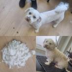 Trimsalon cynthia's hondenstudio, Trimmen of Verzorging