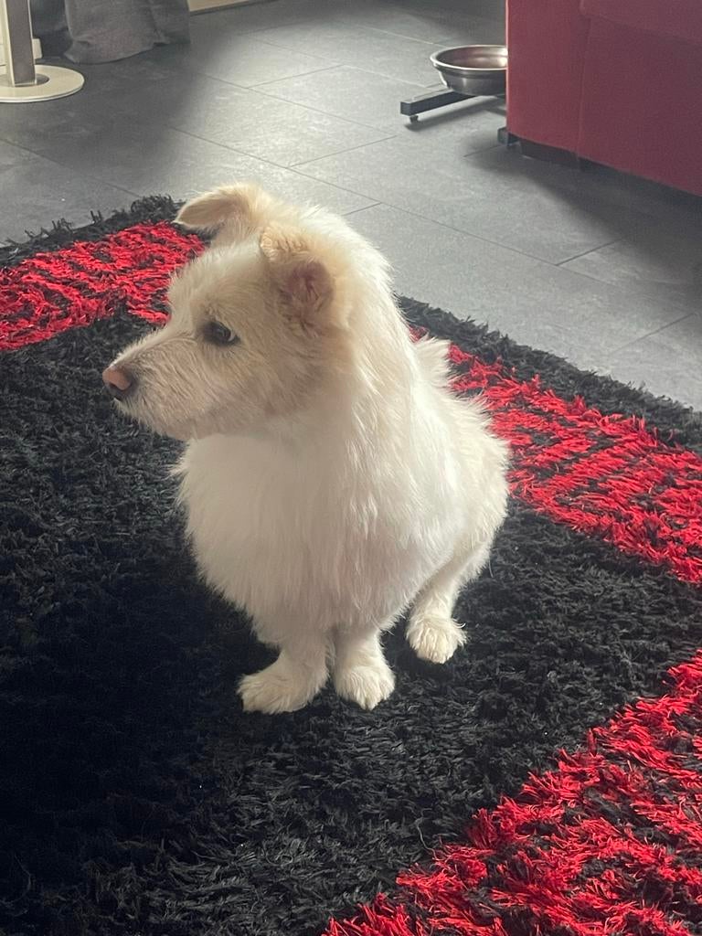 Snowy, te koop …, Dieren en Toebehoren, Honden | Niet-rashonden, Particulier, Reu, 1 tot 2 jaar, Buitenland