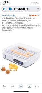 Broedmachine, Geslacht onbekend, Kip