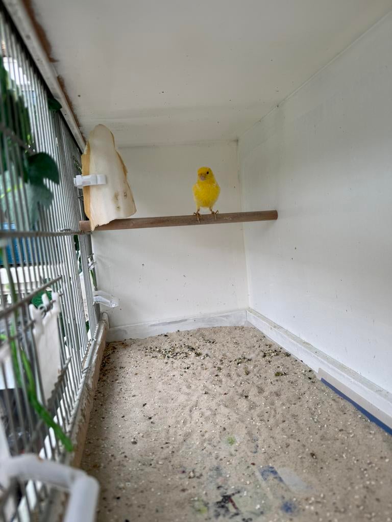 Raszuivere waterslager man 2025, Mannelijk, Kleurkanarie