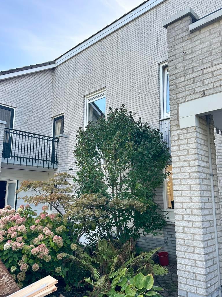 Hibiscus boom met roze bloemetjes, Tuin en Terras, Planten | Bomen, Ophalen, Overige soorten