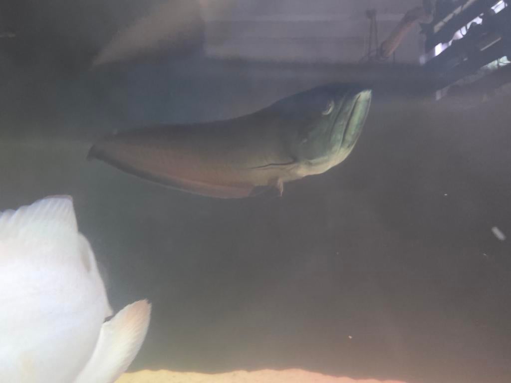 Zwarte arowana, Dieren en Toebehoren, Overige soorten