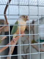 10 pyrrhura, Dieren en Toebehoren, Meerdere dieren