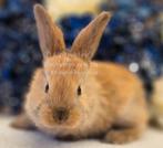 De ECHTE Duitse reuzen Rambo junior bloedlijn., Meerdere dieren, Groot, 0 tot 2 jaar