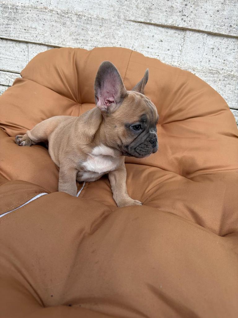Franse Bulldog, Dieren en Toebehoren, Honden | Bulldogs, Pinschers en Molossers, België, Particulier, 8 tot 15 weken, Parvo