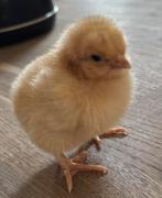 Orpington buff groot kuikens, Dieren en Toebehoren, Pluimvee, Geslacht onbekend, Kip